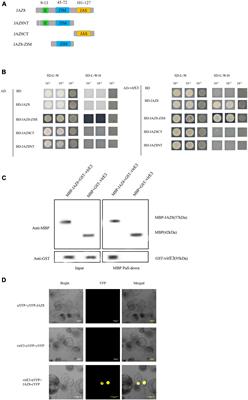 JAZ8 Interacts With VirE3 Attenuating Agrobacterium Mediated Root Tumorigenesis